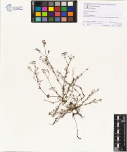 Galium palustre L.