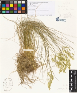 Poa violacea Bellardi