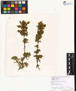 Chamaecytisus hirsutus (L.) Link
