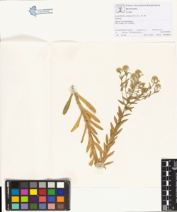 Lepidium campestre (L.) R. Br.