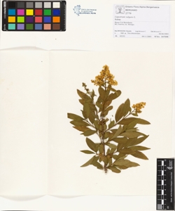 Ligustrum vulgare L.