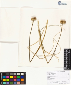 Allium sphaerocephalon L.