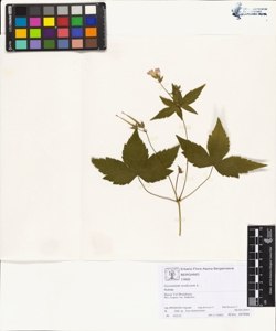 Geranium nodosum L.