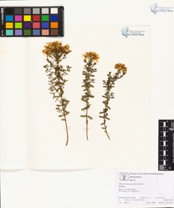Hypericum perforatum L.
