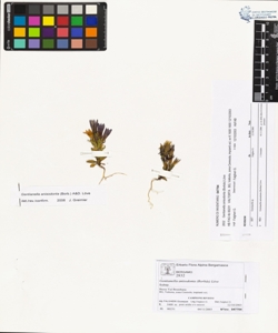 Gentianella anisodonta (Borb¿s) L¿ve