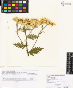 Tanacetum corymbosum (L.) Sch. - Bip. var corymbosum
