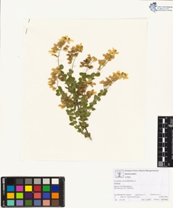 Cytisus sess¿lifolius L.