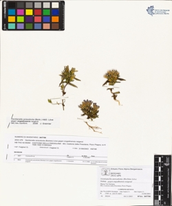 Gentianella anisodonta (Borb¿s) L¿ve