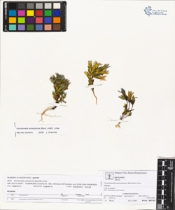 Gentianella anisodonta (Borb¿s) L¿ve