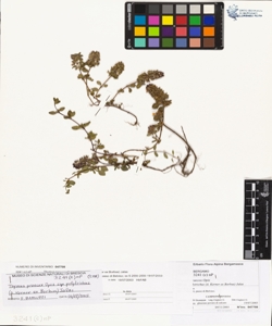 Thymus praecox Opiz subsp. polytrichus (A. Kerner ex Borbas) Jalas
