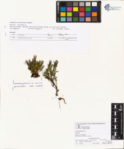 Gentianella Gen.