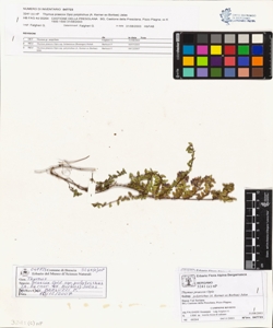 Thymus praecox Opiz subsp. polytrichus (A. Kerner ex Borbas) Jalas