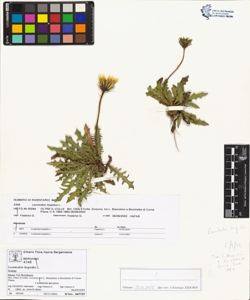 Leontodon hispidus L.
