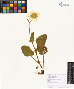 Doronicum clus¿i (All.) Tausch