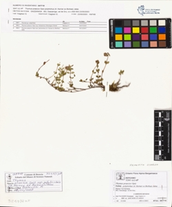 Thymus praecox Opiz subsp. polytrichus (A. Kerner ex Borbas) Jalas