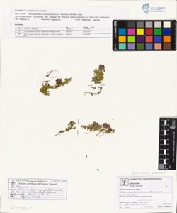 Thymus praecox Opiz subsp. polytrichus (A. Kerner ex Borbas) Jalas