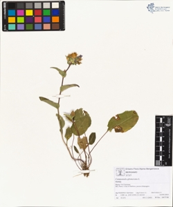 Campanula glomerata L.