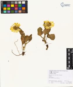 Doronicum clus¿i (All.) Tausch