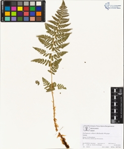 Dryopteris villarii (Bellardii) Woynar