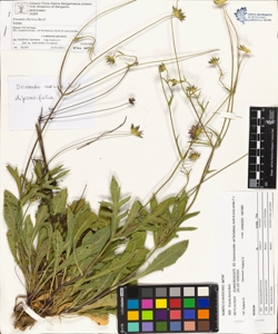 Knautia illyrica Beck