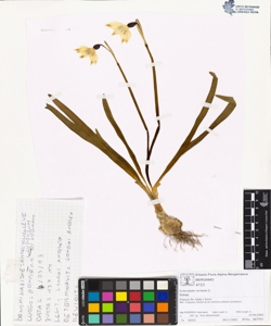 Leucojum vernum L.
