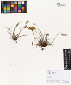 Plantago holosteum Scop.