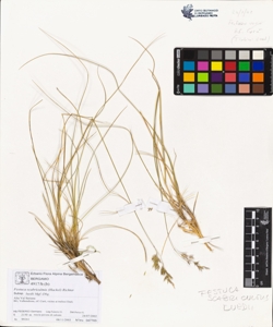 Festuca scabriculmis (Hackel) Richter subsp. luedii Mgf.-Dbg.