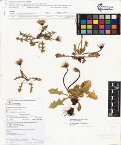 Taraxacum parsennense Soest