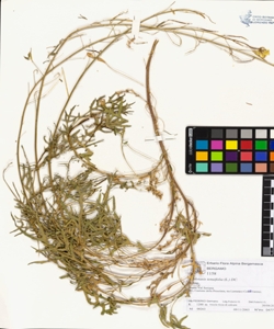 Diplotaxis tenuifolia (L.) DC.