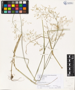 Poa nemoralis L.