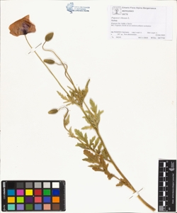 Papaver rhoeas L.