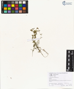 Callitriche palustris L.