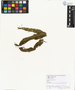 Callitriche palustris L.