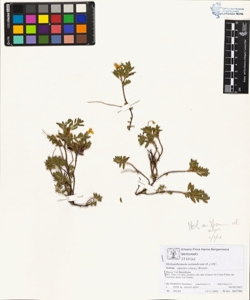 Helianthemum oelandicum (L.) DC. subsp. alpestre (Jacq.) Breistr.
