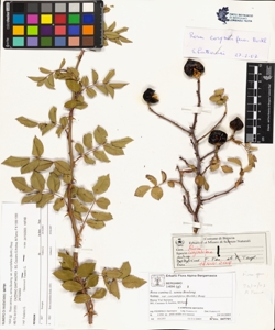 Rosa canina L. sensu Bouleng. var corymbifera (Borkh.) Rouy