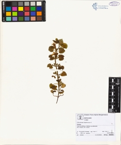 Glechoma hederacea L.