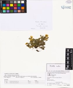 Potentilla crantzii (Crantz) Beck
