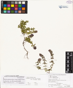 Thymus praecox Opiz subsp. polytrichus (A. Kerner ex Borbas) Jalas