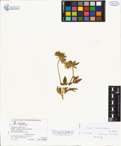 Anthyllis vulneraria L. subsp. baldensis (Kerner) Becker