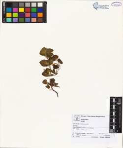 Glechoma hederacea L.