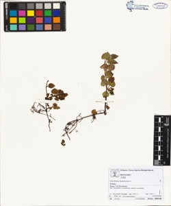 Glechoma hederacea L.