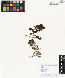 Glechoma hederacea L.