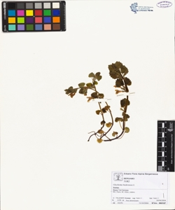 Glechoma hederacea L.