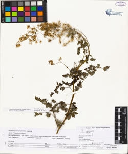 Thalictrum minus L.