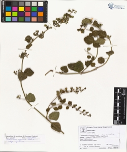 Calamintha sylvatica Bromf. subsp. sylvatica