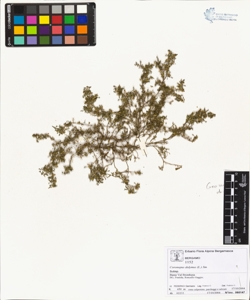 Coronopus didymus (L.) Sm.