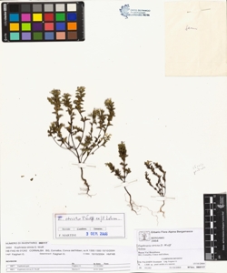 Euphras¿a stricta D. Wolff