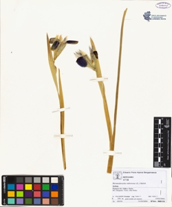 Hermodactylus tuberosus (L.) Salisb.