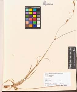 Carex distans L.