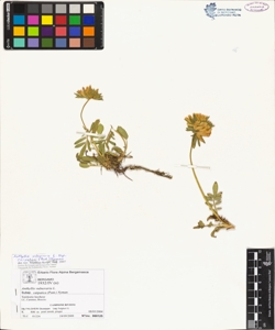 Anthyllis vulneraria L. subsp. carpatica (Pant.) Nyman